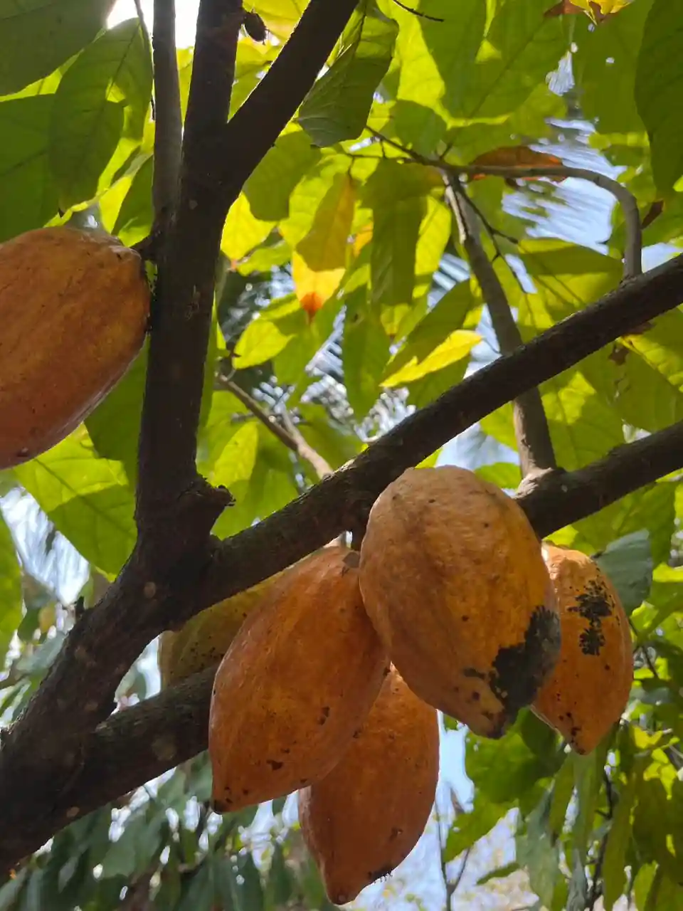 Cocoa Pod